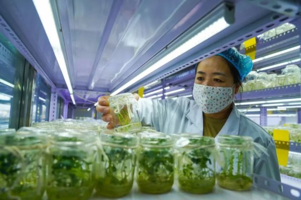 尚融 中国式现代化的万千气象|牙克石打造中国马铃薯的“黄金芯片”